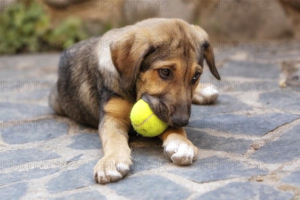 Rescue adoption dog puppy with sad look on the face with the ball toy