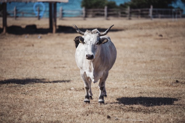 White bull, (album taurus) National Park Brijuni, Croatia, Europe