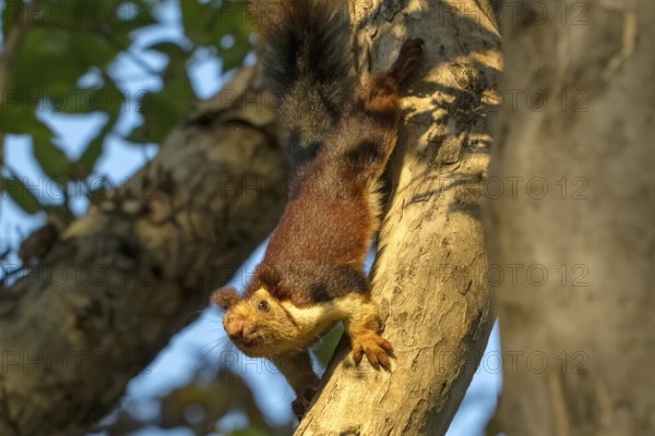 Giant squirrel (Ratufa indica), species of giant squirrel (genus Ratufa) within the squirrel family (Sciuridae), endemic to Satpura National Park, Tiger Reserve, Madhya Pradesh, Pachmarhi Biosphere Reserve, India, Asia