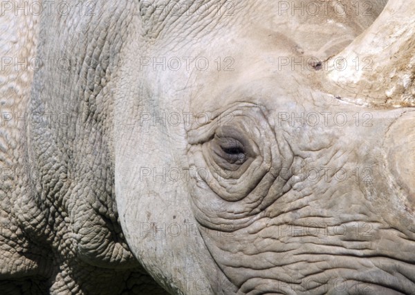 A full frame close up of the face of a baby black rhinoceros with eye and horn