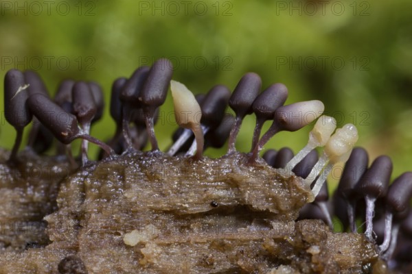Brick red slime mould (Arcyria denudata)