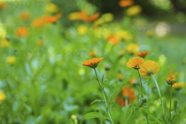 Marigolds