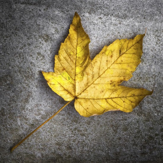 Yellow leaf lays on dark road