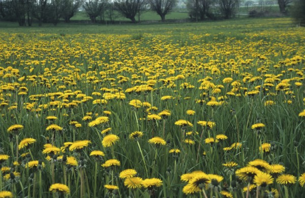 Dandelion - over-fertilised meadow (Taraxacum sect. Ruderalia)