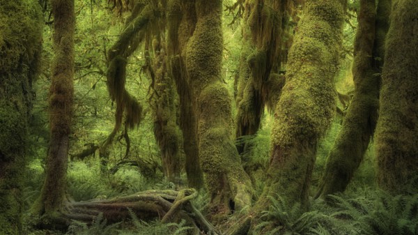 USA, Oregon, Hoh Rain Forset, Olympic National Park, Hoh Rain Forest, Oregon, USA, North America