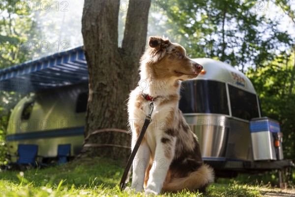 A young Australian Shepherd, with red merle colouring rests at a family campground with an American made Airstream in the background in Leamington, Ontario, Canada, North America