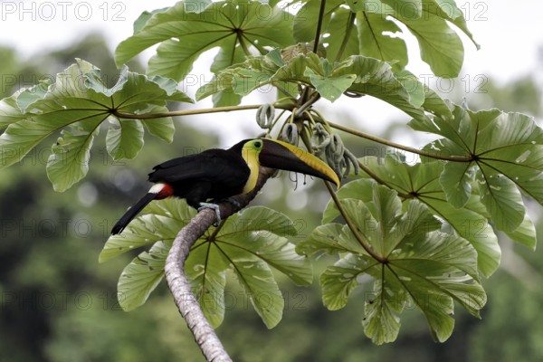 Toucan in Costa Rica
