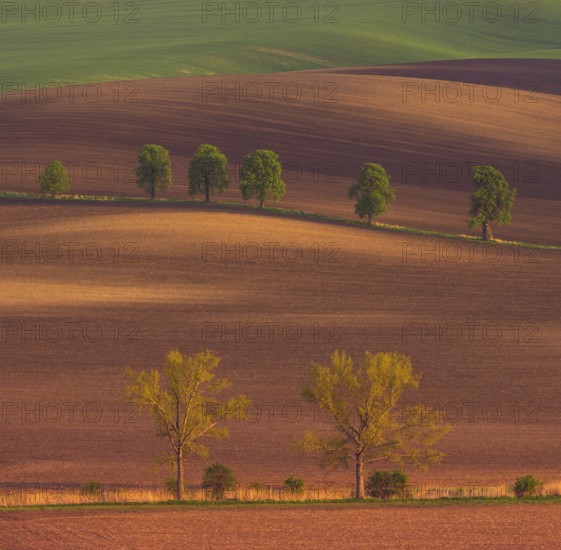 Rural abstract landscape with chestnut alley in South Moravia, Czech Republic, Europe