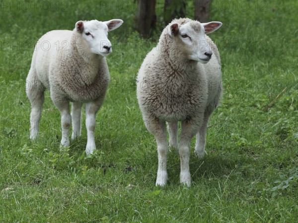 Two sheep standing next to each other on a green meadow and looking to the side, weseke, münsterland, germany