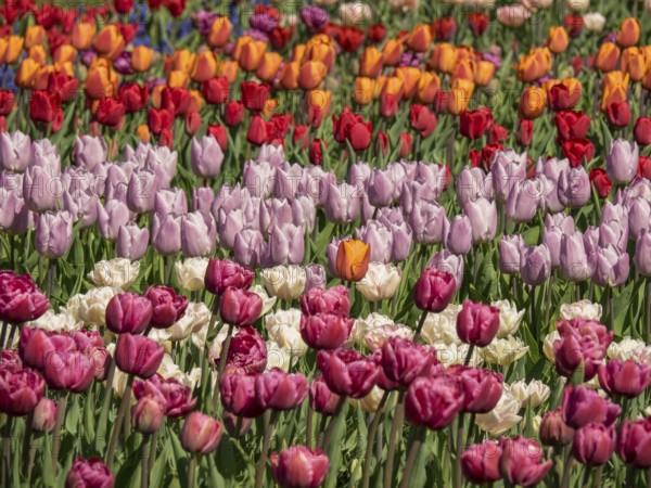 A colourful field of tulips in red, pink, purple and orange tones blooming in the garden, Amsterdam, Netherlands