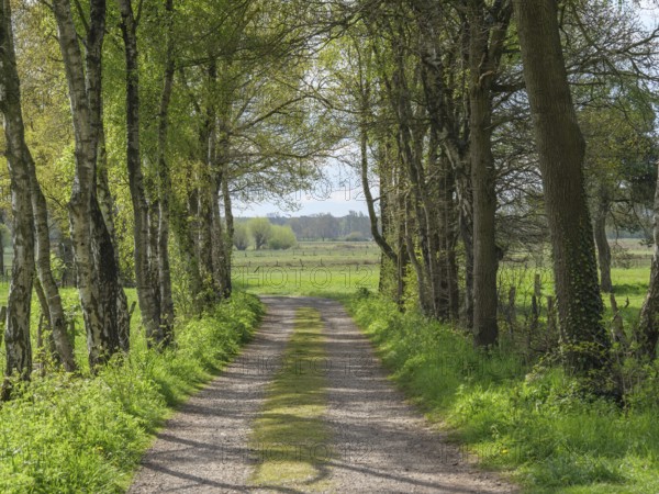 Shaded path surrounded by trees, leads into a wide field with greenery in spring, dingden, hamminenkeln, germany