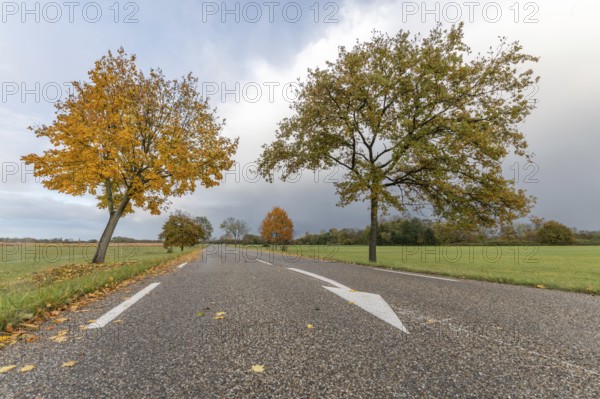Country road lined with trees in autumn. France