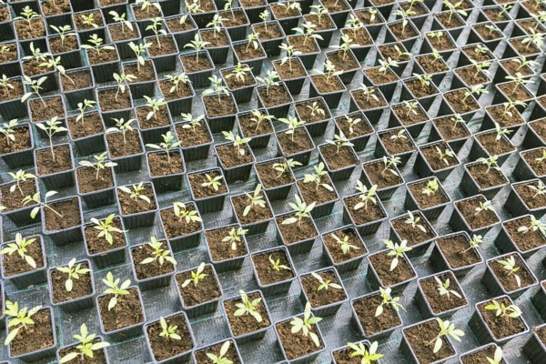 Rows of Potted Seedlings in Greenhouse