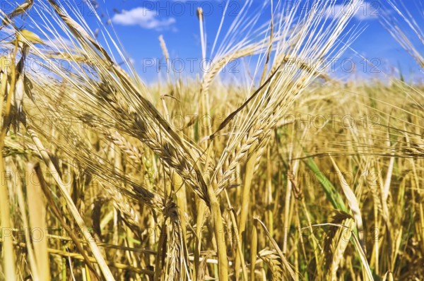 The golden ears of corn on the background fields, blue sky and white clouds