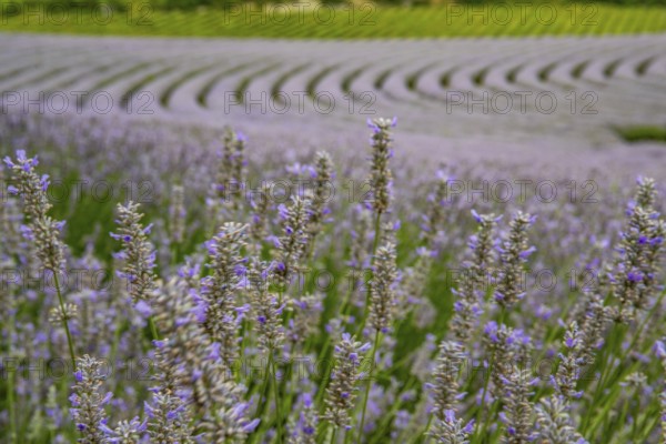 Lavender field at the end of the season. Landscape in late summer and in the evening at sunset on Lake Balaton, Hungary, Europe