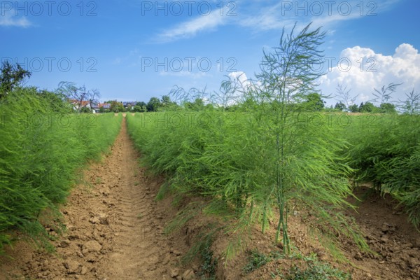 An image of an asparagus field in summer