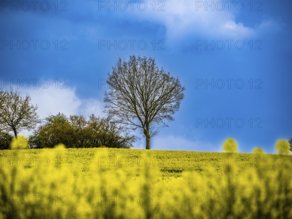 Trees behind a rape field near Adelebsen, Lower Saxony, Germany, Europe