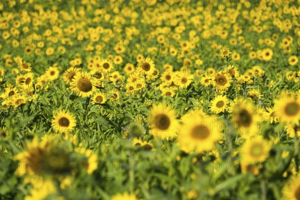 Common sunflower (Helianthus annuus), field in October as cover crop or catch crop, rural landscape near Gewissenruh, Wesertal, Weser Uplands, Weserbergland, Hesse, Germany, Europe
