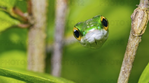 Parrot Snake, Satiny Parrot Snake, Leptophis depressirostris, Tropical Rainforest, Corcovado National Park, Osa Conservation Area, Osa Peninsula, Costa Rica, Central America