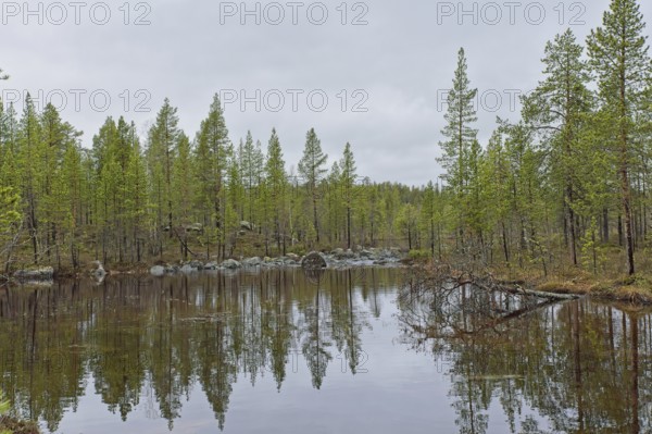 Lake Båtvatnet shore view at Ovre Pasvik National Park with tree reflections on surface on a cloudy spring day, Norway, Europe