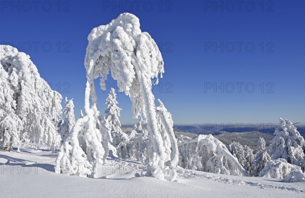 Winter landscape, trees with hoarfrost, Hornisgrinde, Central Black Forest nature park Park, Ortenaukreis, Northern Black Forest, Baden-Württemberg, Germany, Europe