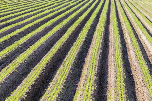 Carrot Field Green Rows, Carrots Growing on Field
