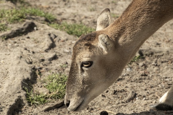 Fallow deer in the landscape