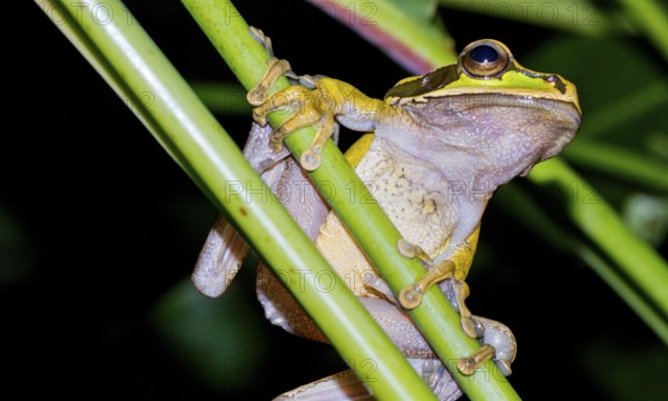 New Granada Cross-banded Tree Frog, Smilisca phaeota, Tropical Rainforest, Corcovado National Park, Osa Conservation Area, Osa Peninsula, Costa Rica, Central America