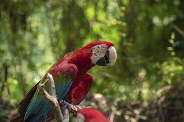 The green-winged macaw on tree branch