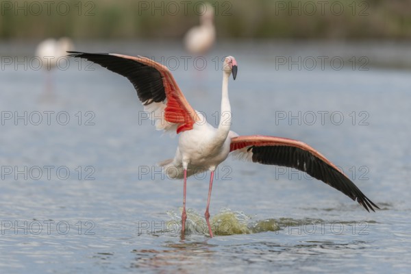 Greater Flamingos (Phoenicopterus roseus) landing in a Camargue pond in spring. Saintes Maries de la Mer, Parc naturel regional de Camargue, Arles, Bouches du Rhone, Provence Alpes Cote d'Azur, France, Europe