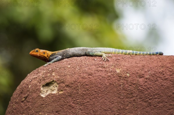 Lizard called agame settlers in the savannah of Amboseli Park in Kenya