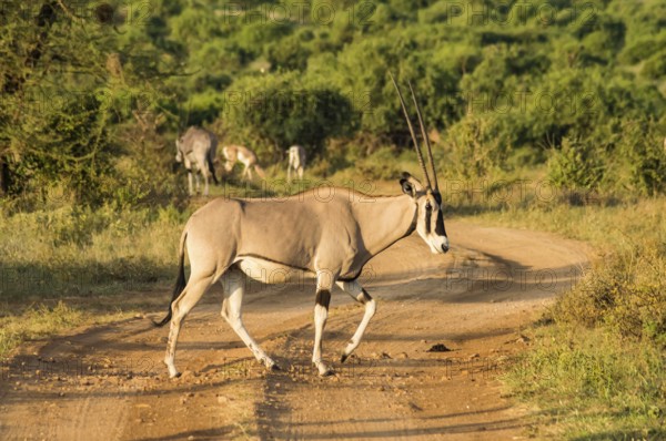 Antelope seen in profile in the savannah of Samburu Park in central Kenya