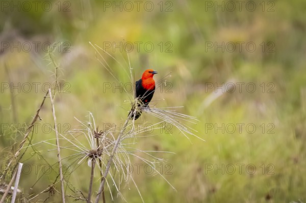 Scarlet-headed blackbird perched on reeds against natural defocused background, Pantanal Wetlands, Mato Grosso, Brazil, South America
