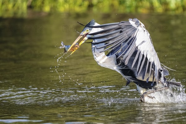 Cocoi heron catching a Pirhana in flight over a river, wings spread to his body, Pantanal Wetlands, Mato Grosso, Brazil, South America