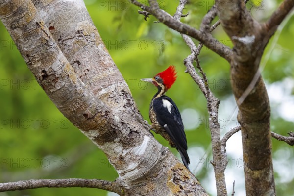 Lineated Woodpecker sitting on a tree trunk against green background, Pantanal Wetlands, Mato Grosso, Brazil, South America