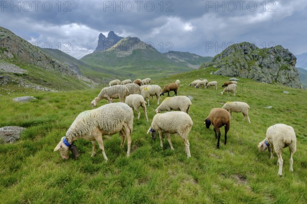 Flock of sheep in the meadows of Portalet, Ayous lakes tour, Pyrenees National Park, Pyrenees Atlantiques, France, Europe