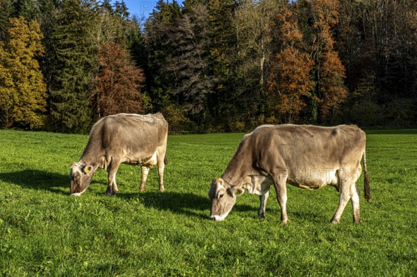 Grazing cows on a pasture in the sunshine in front of autumn-coloured trees, Leimbach, Thurgau, Switzerland, Europe