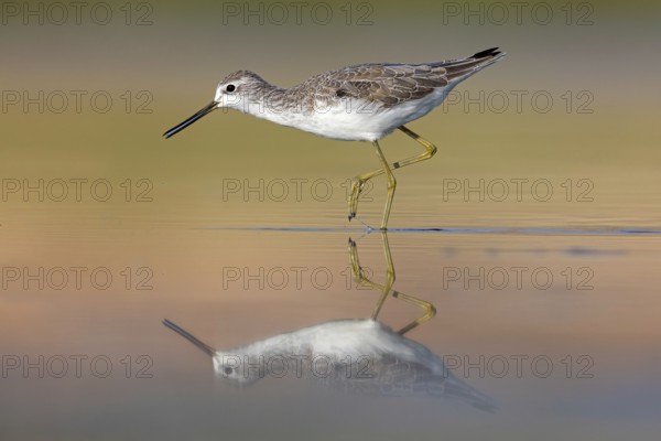 Pond sandpiper, (Tringa stagnatilis), animals, birds, limicoles, biotope, habitat, foraging, mudflats, waters, reflection, sideways, Middle East, snipe family, Raysut, Salalah, Sohar, Oman, Asia