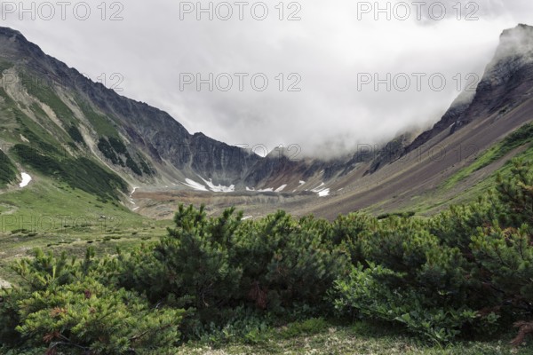 Evergreen shrubs Pinus Pumila growing in mountain circus of picturesque Mountain Range Vachkazhets with rocky slopes in cloudy weather. Kamchatka Peninsula, Russian Far East, Eurasia