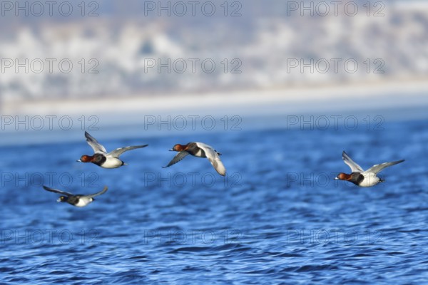 Male Common Pochard in Flight .Male Common Pochard in Flight