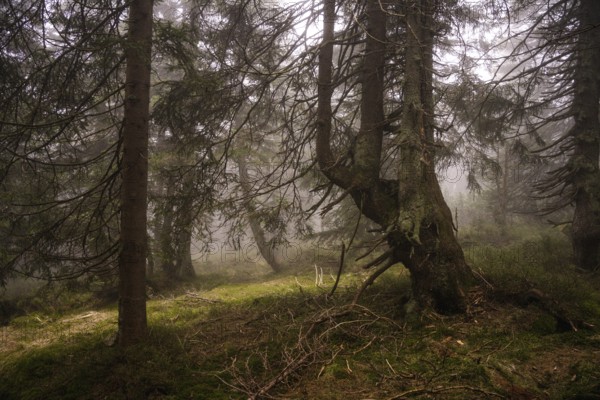 Mystical mountain spruce forest with fog in the Giant Mountains 5
