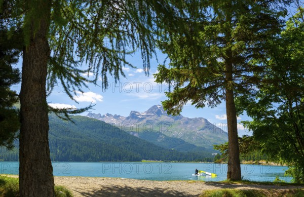 Windsurfing on the Beautiful Alpine Lake Silvaplana with Mountain View in the Swiss Alps with Tree in a Sunny Summer Day in Silvaplana, Maloja, Grisons, Switzerland, Europe