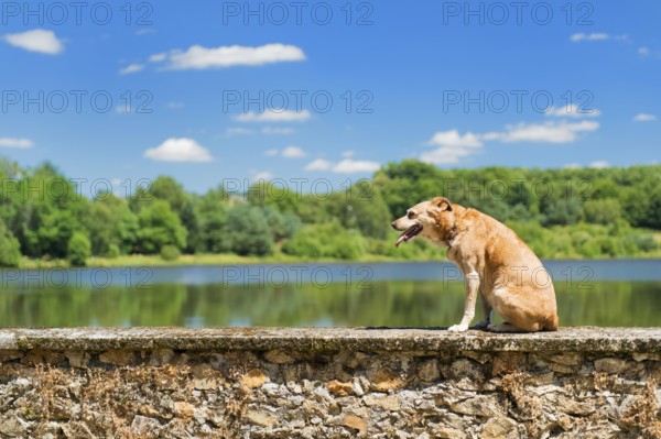 Old brown dog on wall in nature landscape with lake