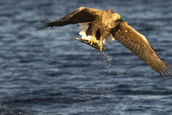 White-tailed eagle (Haliaeetus albicilla)