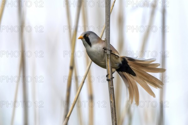 Bearded Tit - Male courtship display (Panurus biarmicus)