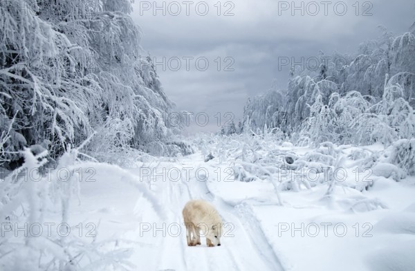 Wolf Road. Composition Polar wolf (Canis lupus tundrarum) in the taiga. This wolf is small and light with weaker jaws because it feeds mainly on lemmings and hares, and is also omnivorous