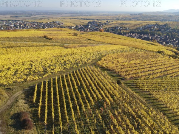 An image of a view over a vineyard at Alsace France in autumn light