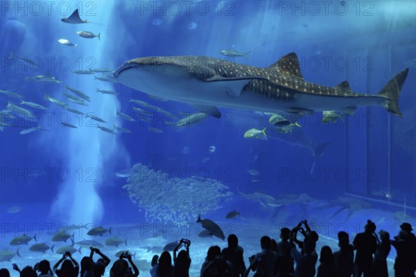 Whale shark in Okinawa Churaumi Aquarium, Japan, Asia
