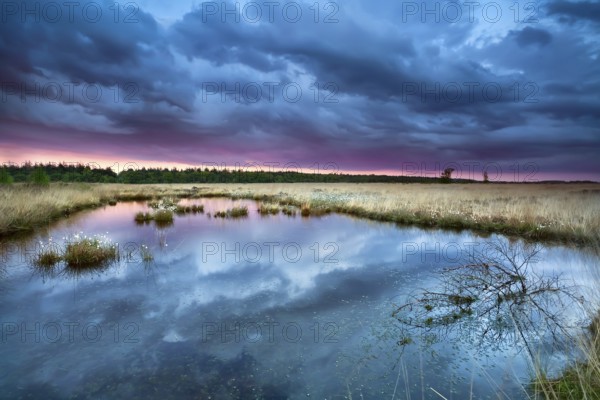 Swamp with flowering cottongrass at sunset, Drenthe, Netherlands