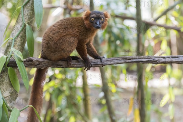 Hybrid between black lemur (Eulemur macaco) and crowned lemur (Eulemur coronatus) Palmarium Resort, Madagascar, Africa